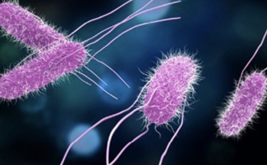 Microbial Risks Microbial Risks